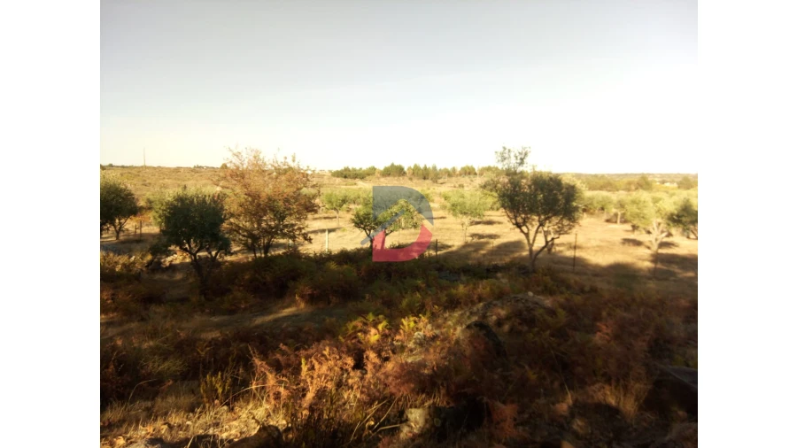Terreno para Venda em Alcains Foto 6