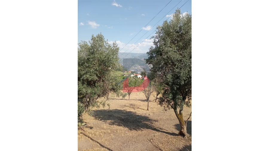 Terreno para Venda em Santa Cruz do Douro e São Tomé de Covelas Foto 10