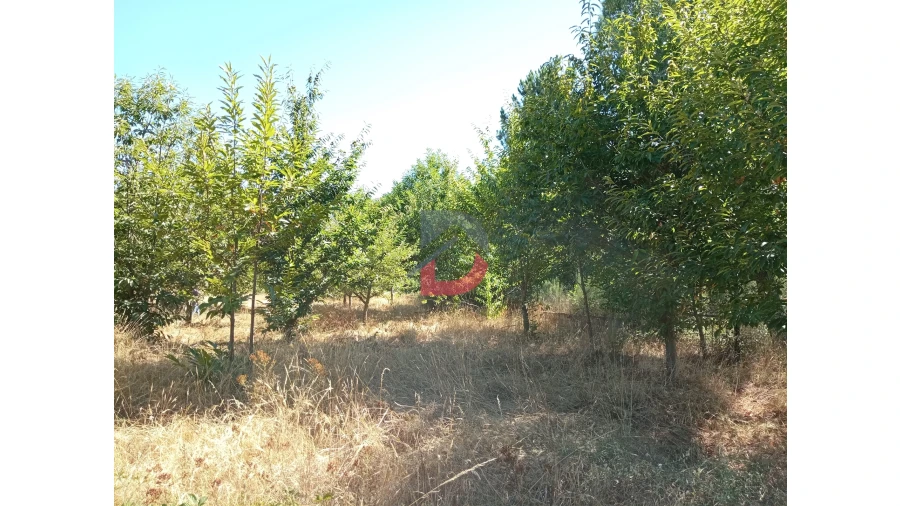 Terreno para Venda em Ferreira de Aves Foto 9