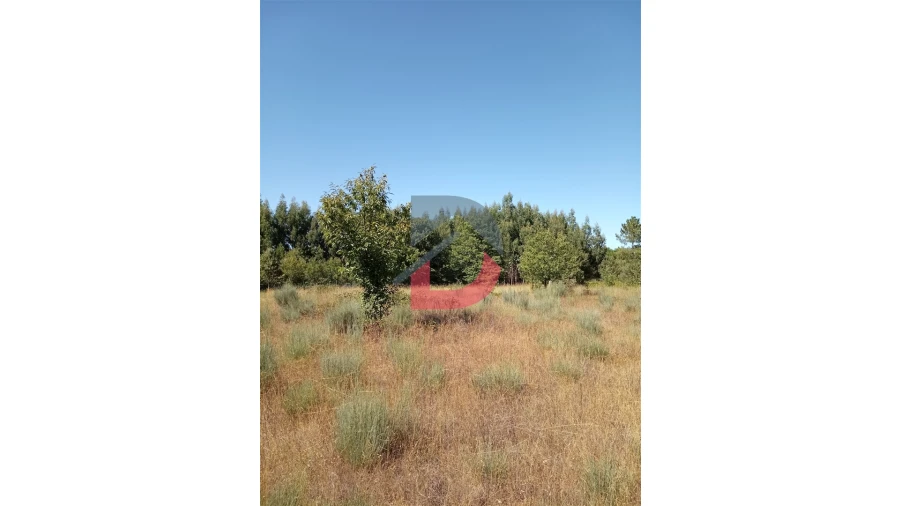 Terreno para Venda em Ferreira de Aves Foto 14