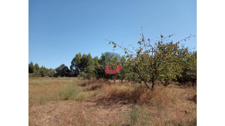Terreno para Venda em Ferreira de Aves Foto 5