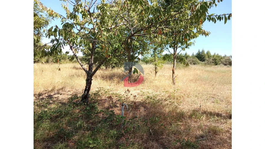 Terreno para Venda em Ferreira de Aves Foto 3