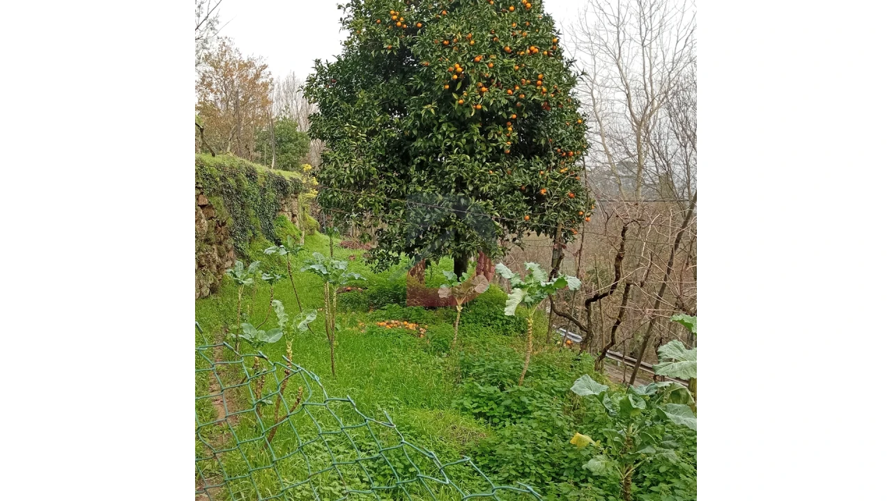 Terreno para Venda em Cinfães Foto 6