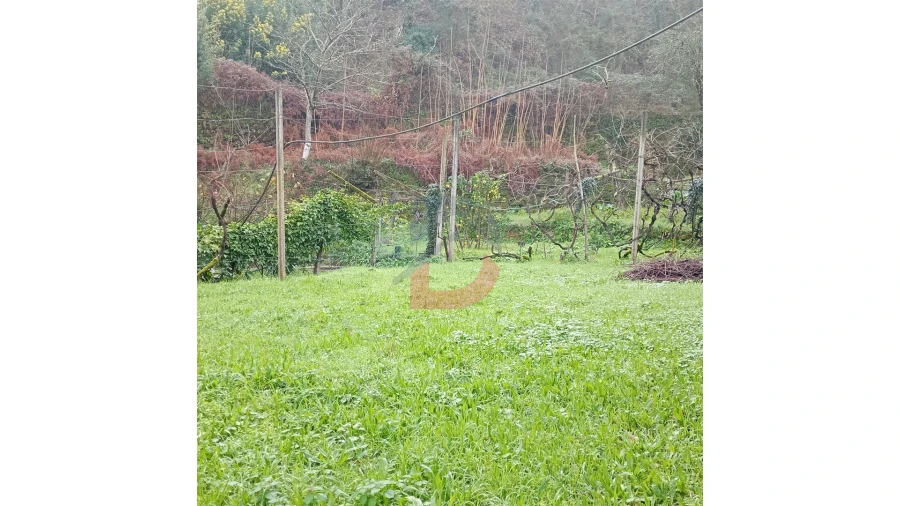 Terreno para Venda em Cinfães Foto 4