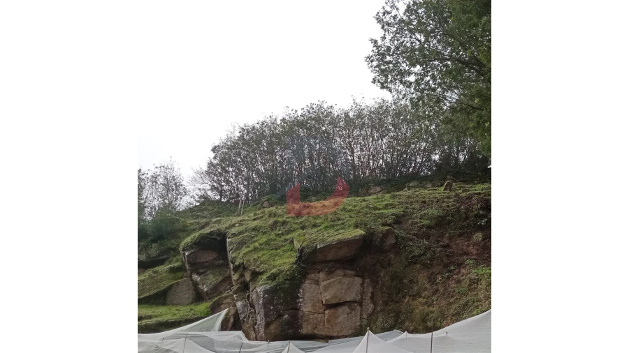 Terreno para Venda em Cinfães Foto 8