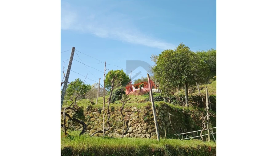 Terreno para Venda em Cinfães Foto 3