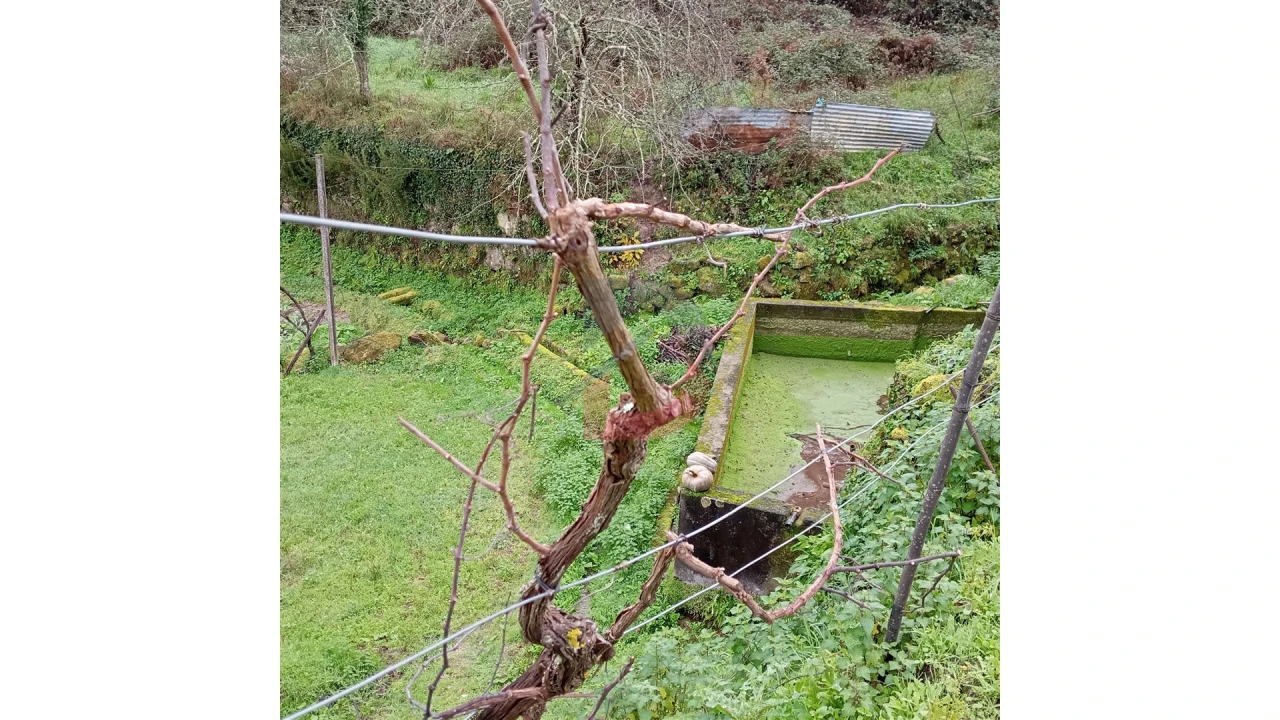 Terreno para Venda em Cinfães Foto 13