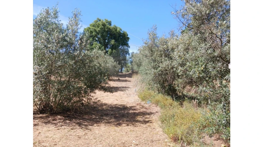 Terreno para Venda em Vila Nova da Barquinha