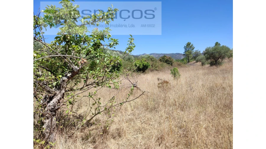 Terreno Agricola ou Rústico para Venda em Santana Foto 4