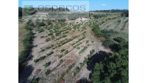 Terreno Agricola ou Rústico para Venda em Escalos de Baixo e Mata