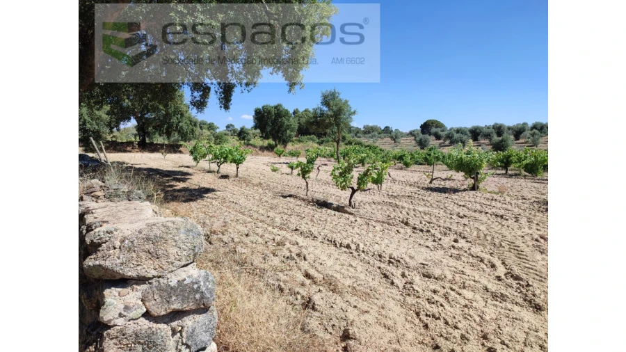 Terreno Agricola ou Rústico para Venda em Escalos de Baixo e Mata Foto 4