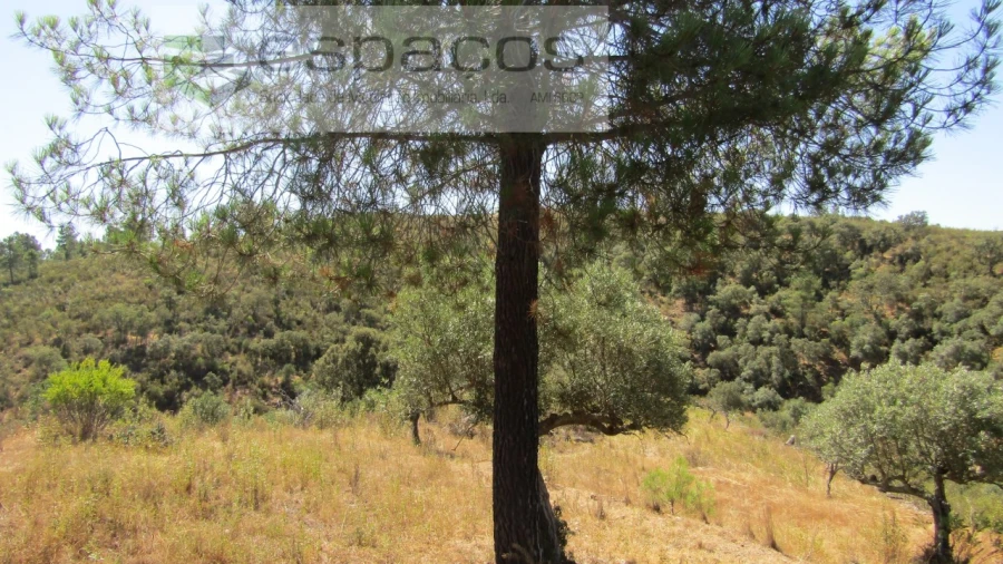 Terreno Agricola ou Rústico para Venda em Perais Foto 14