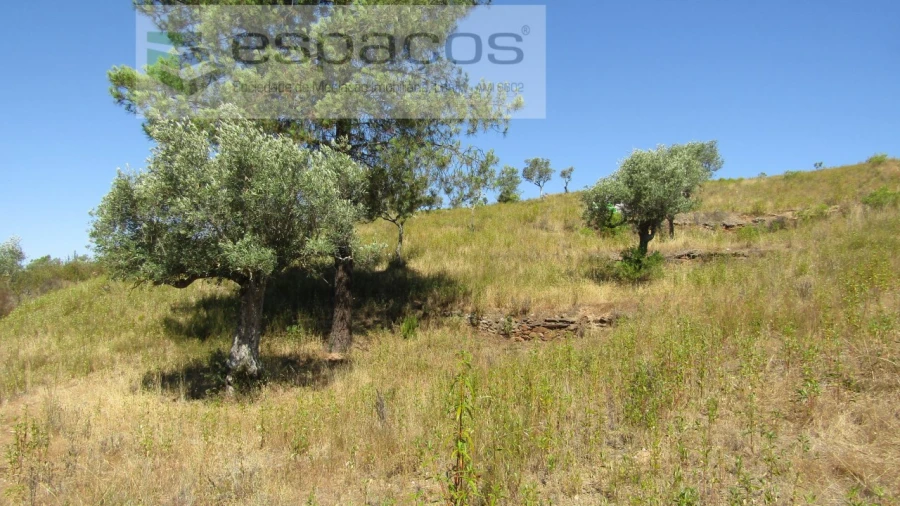 Terreno Agricola ou Rústico para Venda em Perais Foto 15