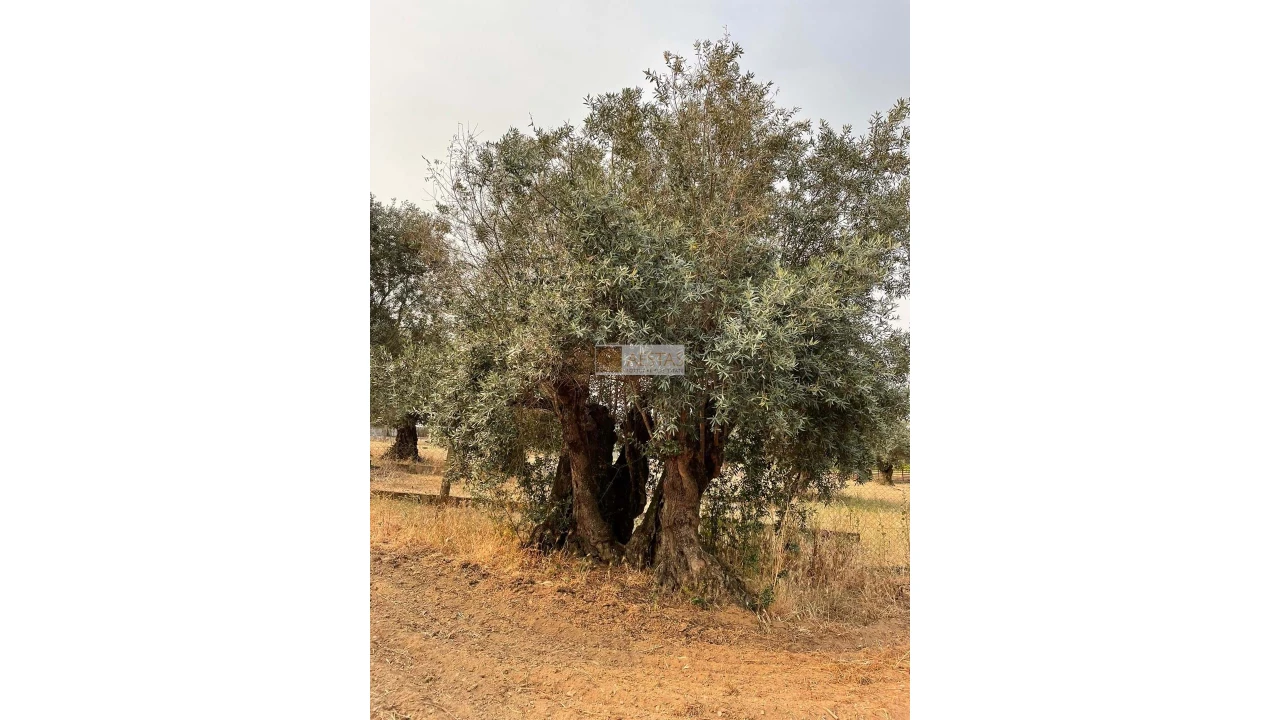 Terreno para Venda em Vidigueira Foto 5