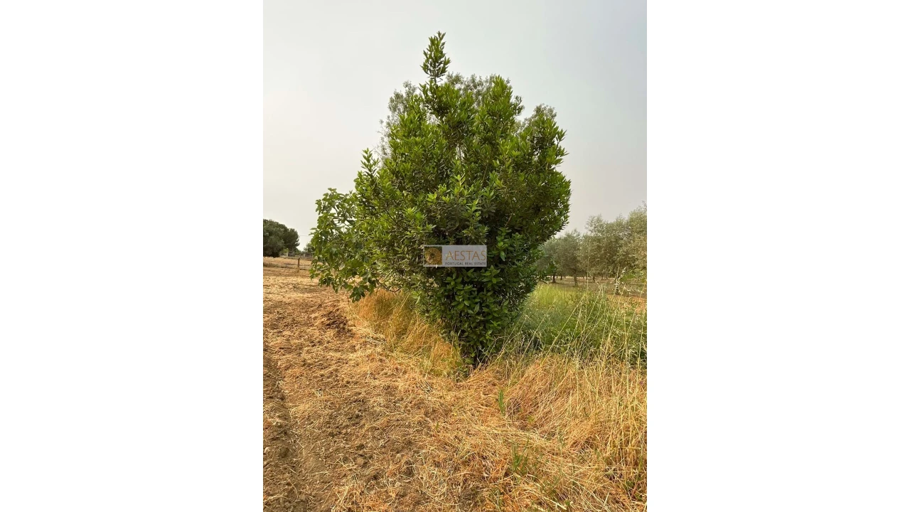 Terreno para Venda em Vidigueira Foto 15