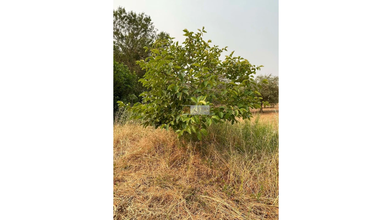 Terreno para Venda em Vidigueira Foto 16