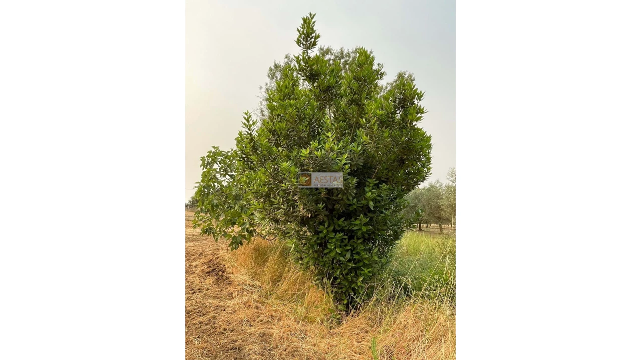 Terreno para Venda em Vidigueira Foto 11