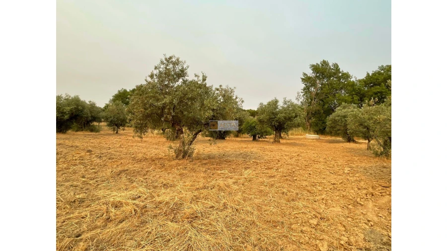 Terreno para Venda em Vidigueira Foto 28