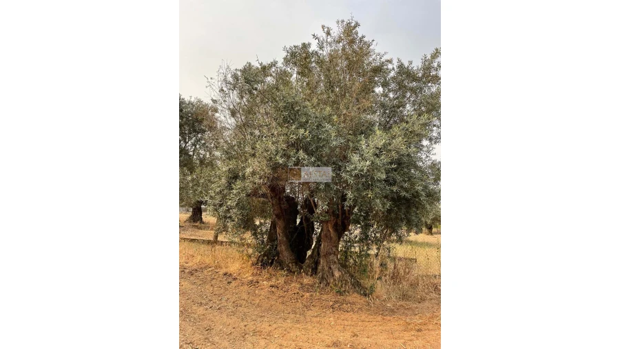 Terreno para Venda em Vidigueira Foto 5