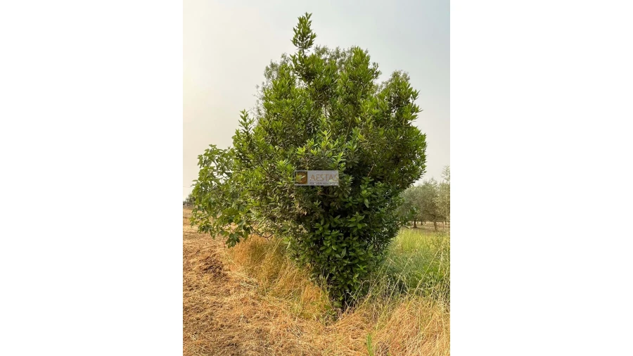 Terreno para Venda em Vidigueira Foto 11