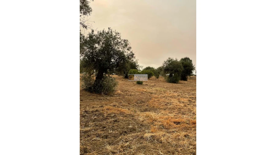 Terreno para Venda em Vidigueira Foto 13