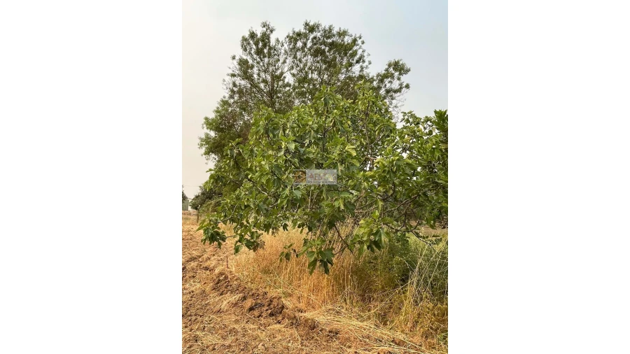 Terreno para Venda em Vidigueira Foto 12