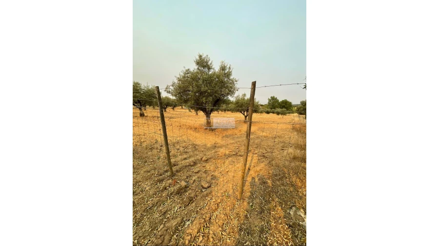 Terreno para Venda em Vidigueira Foto 32