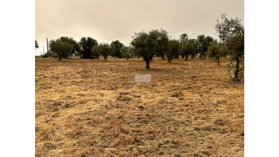 Terreno para Venda em Vidigueira Foto 4