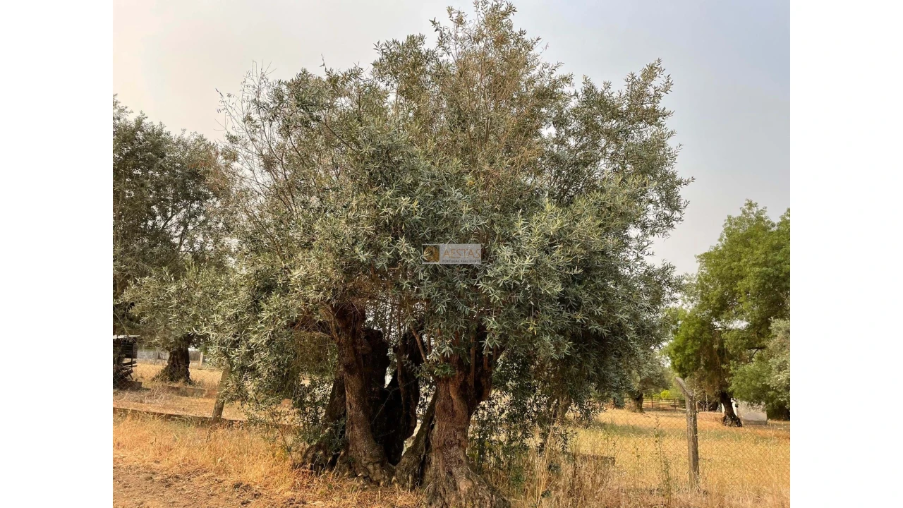 Terreno para Venda em Vidigueira Foto 3