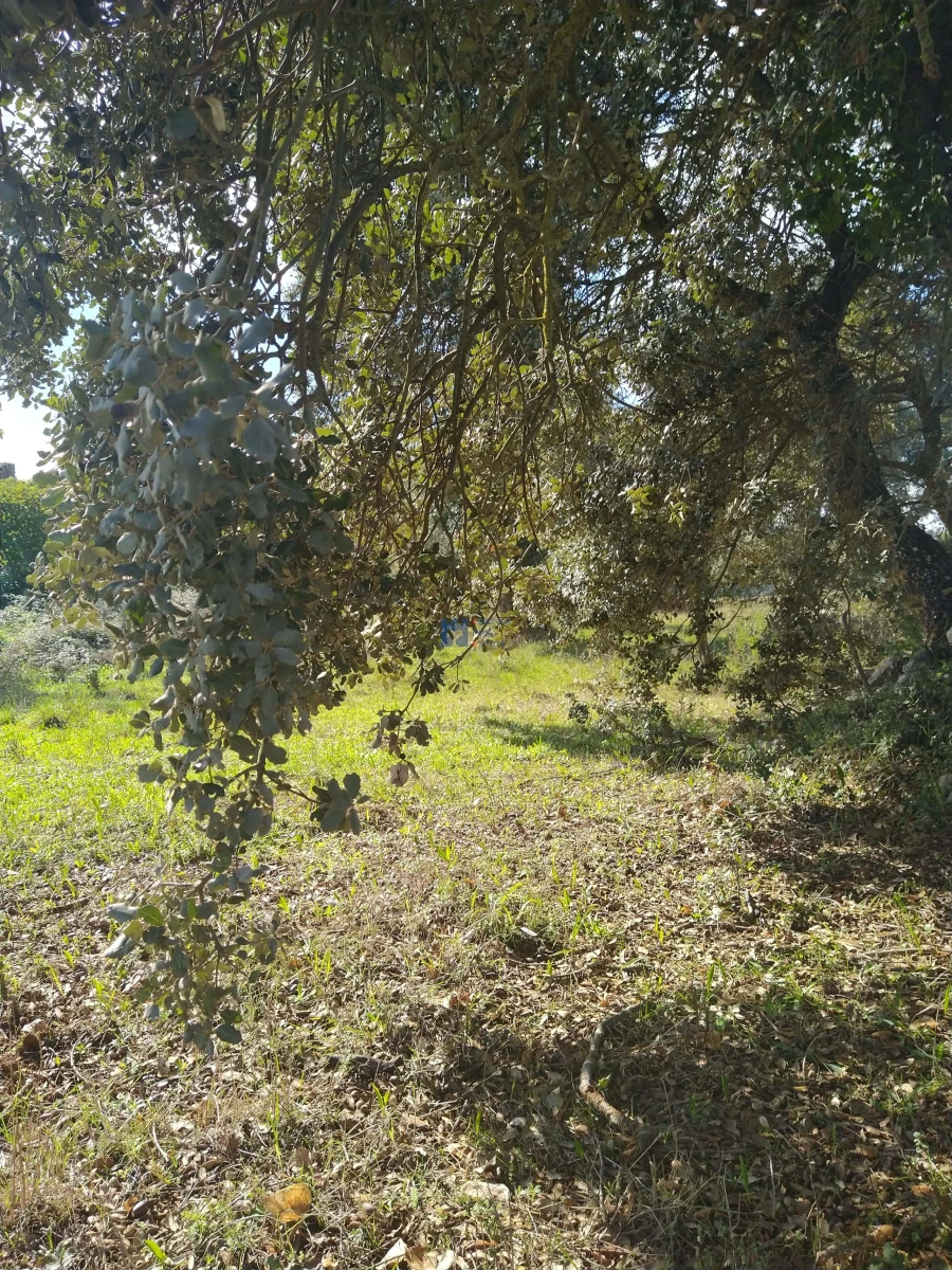 Terreno para Venda em Fatima Foto 6