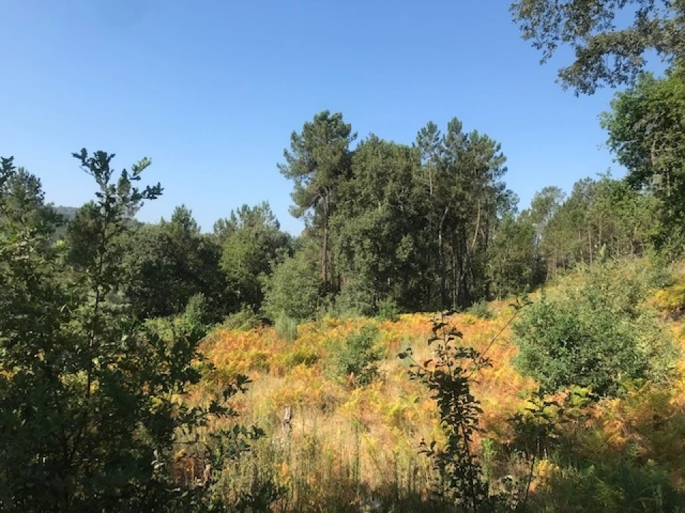 Terreno para Venda em Calde Foto 2