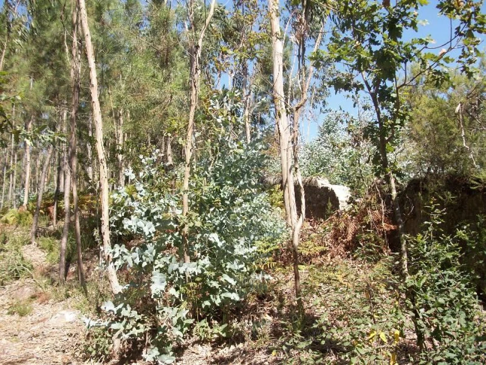 Terreno Agricola ou Rústico para Venda em Junqueira Foto 2