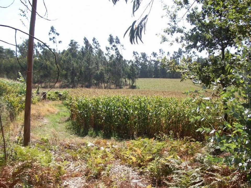 Terreno Agricola ou Rústico para Venda em Junqueira Foto 4