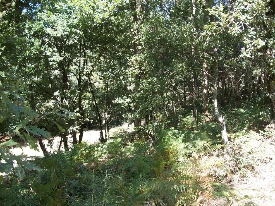 Terreno Agricola ou Rústico para Venda em Junqueira Foto 8