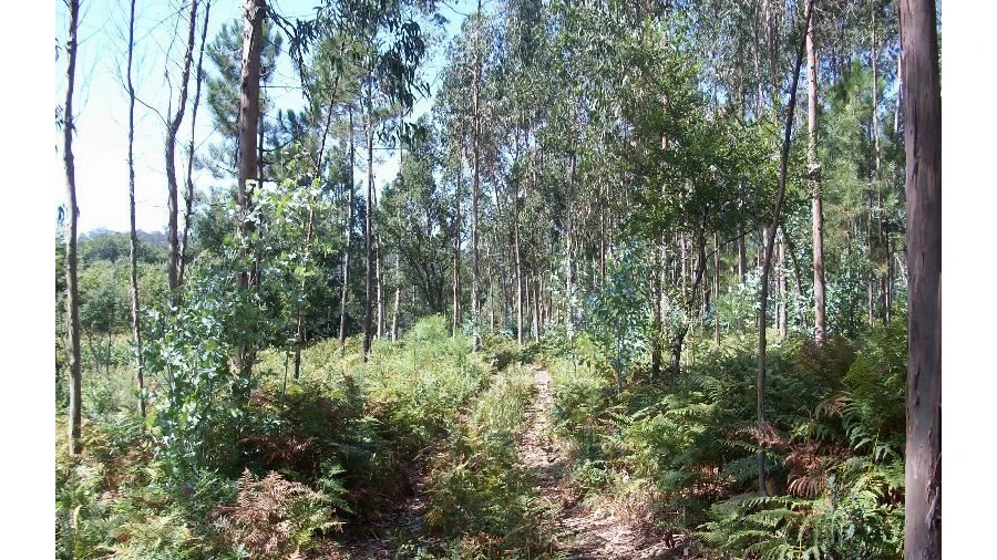 Terreno Agricola ou Rústico para Venda em Junqueira