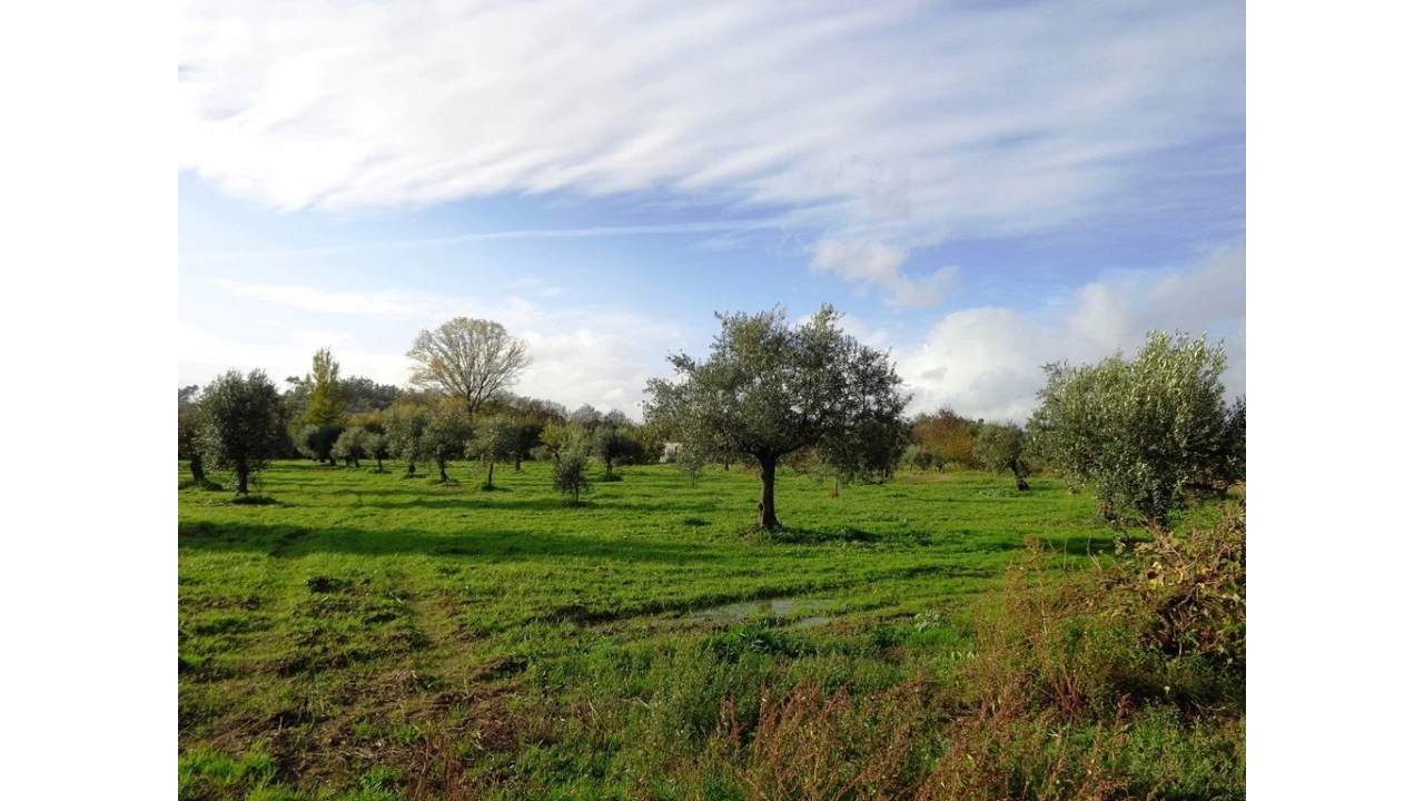 Quinta T0 para Venda em São Pedro de Tomar Foto 20