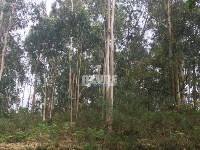Terreno P/ Moradia para Venda em Palmeira de Faro e Curvos