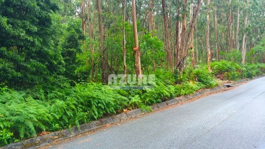 Quinta para Venda em Palmeira de Faro e Curvos