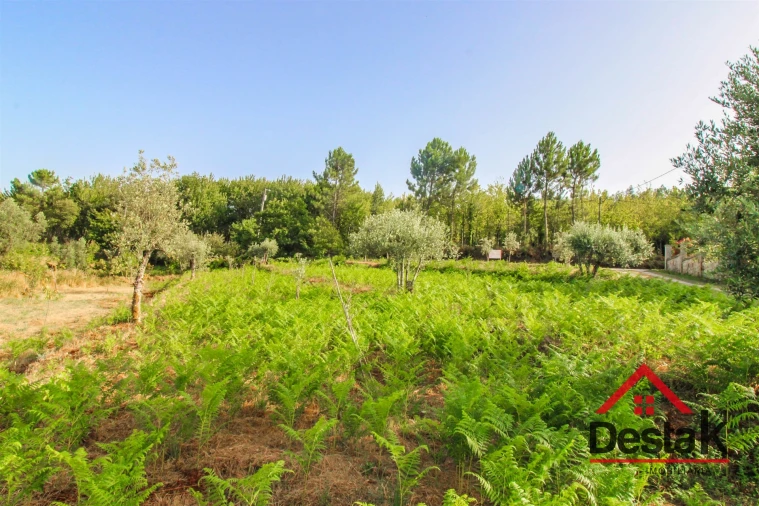 Terreno Agricola ou Rústico para Venda em Barreiro de Besteiros e Tourigo Foto 13
