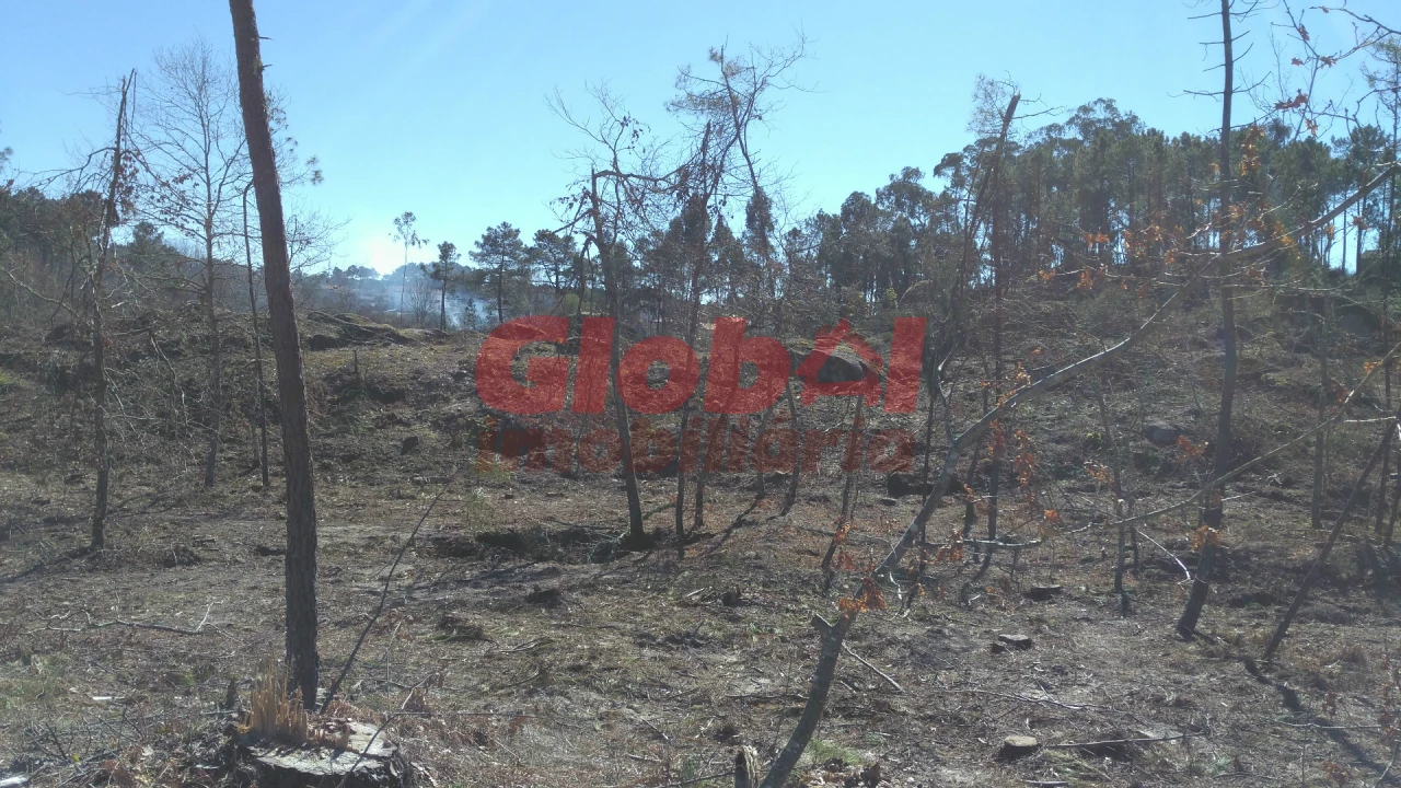 Terreno para Venda em Bodiosa Foto 7