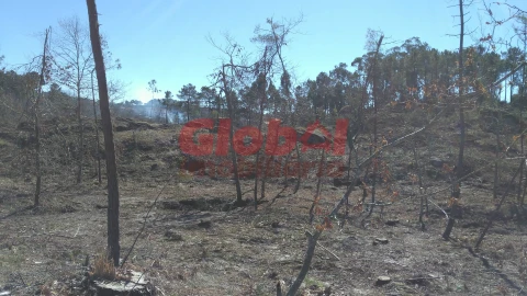 Terreno para Venda em Bodiosa