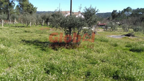 Terreno para Venda em Bodiosa