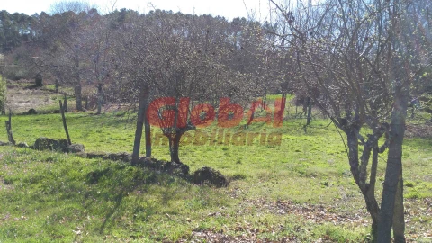 Terreno para Venda em Bodiosa
