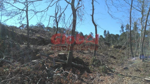 Terreno para Venda em Bodiosa
