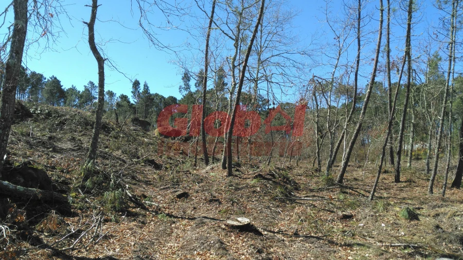 Terreno para Venda em Bodiosa Foto 14