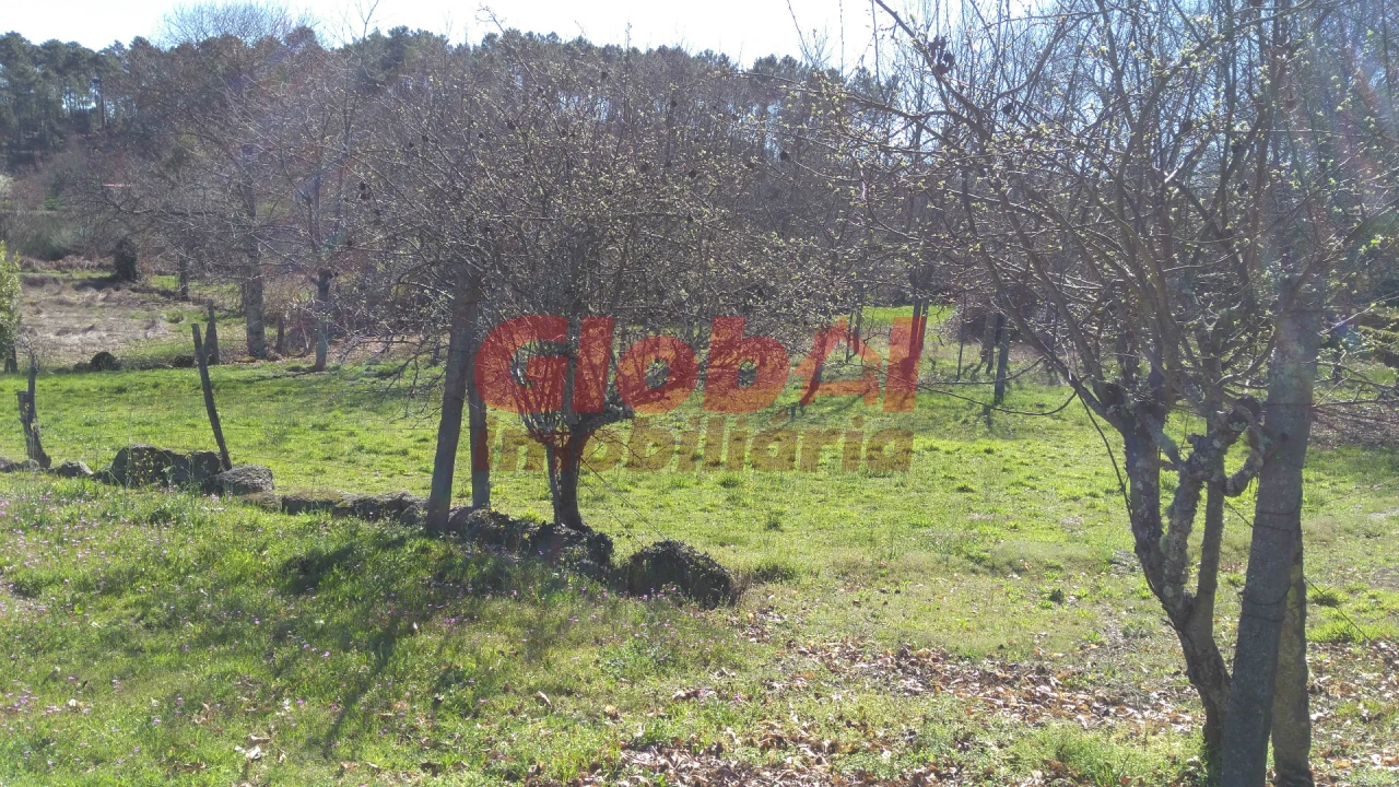 Terreno para Venda em Bodiosa Foto 12