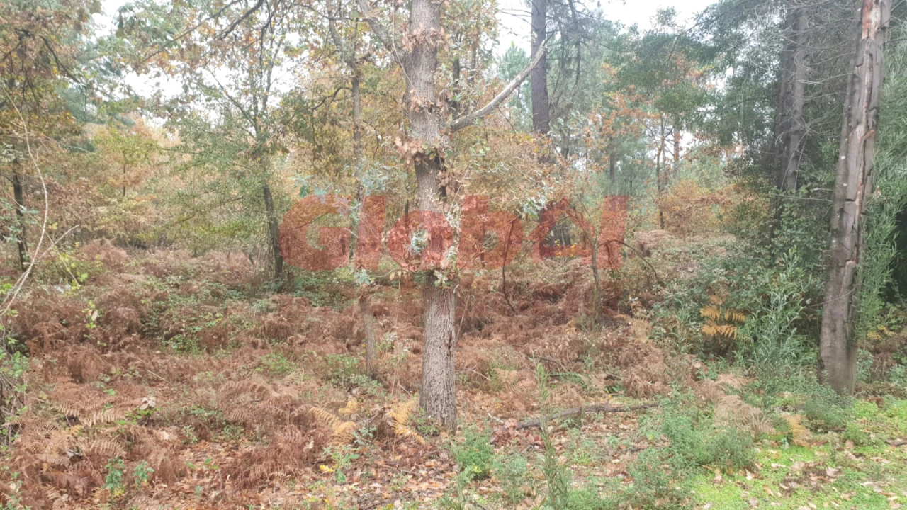 Terreno para Venda em São João de Lourosa Foto 3