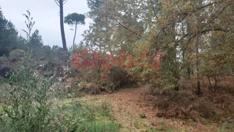 Terreno para Venda em São João de Lourosa