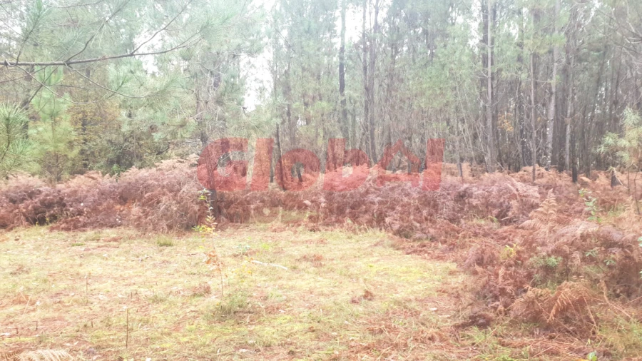 Terreno para Venda em São João de Lourosa Foto 2
