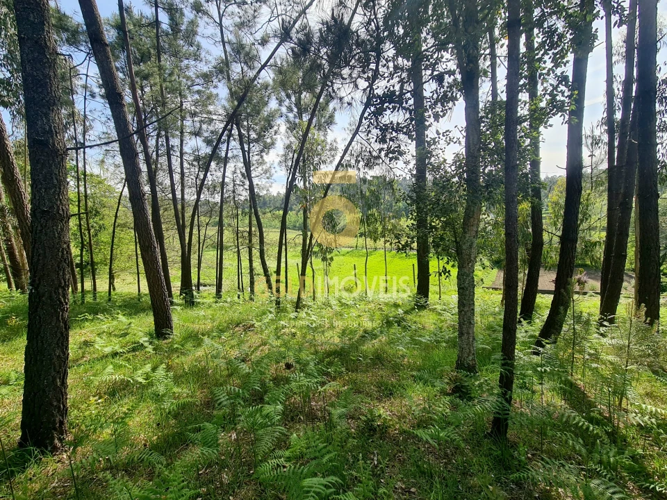 Terreno Agricola ou Rústico para Venda em Canedo, Vale e Vila Maior Foto 10